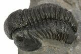 Detailed Gerastos Trilobite Fossil - Morocco #310565-2